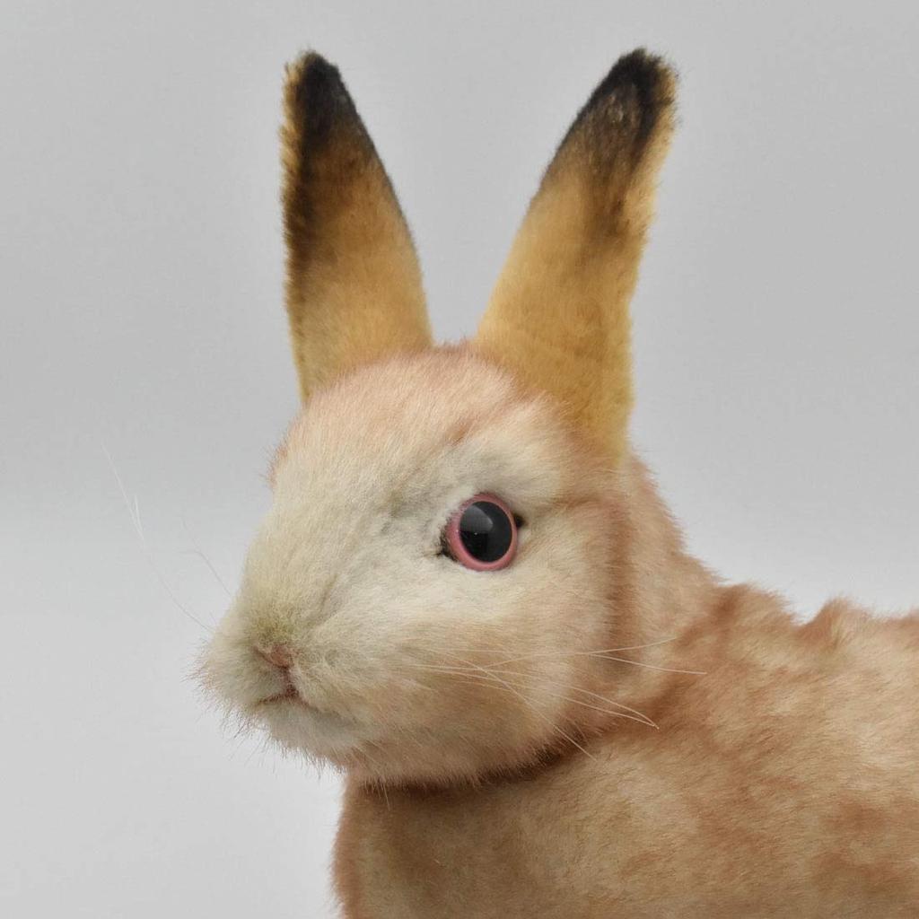 BH7797 HANSA Rabbit 35