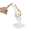 Life Size Human Knee Joint   Model for Skeleton Study Ideal for Hobbyists, Vividly Demonstrates Knee Mechanics with Ligament Model