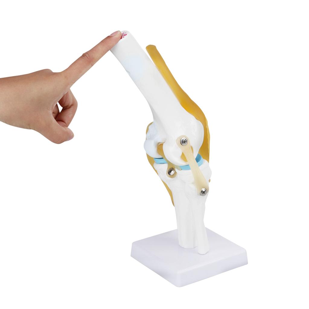 Life Size Human Knee Joint   Model for Skeleton Study Ideal for Hobbyists, Vividly Demonstrates Knee Mechanics with Ligament Model