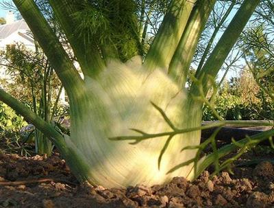 300 Fennel Seeds - Garden Plants Vegetables Flowers Aromatic - Reproducible Peasant Seeds - Semiwild