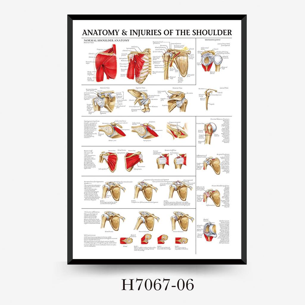 Human Tissue Structure Muscle Gym Medical Education Decorative Canvas Painting Poster Wall Art for Home Decor