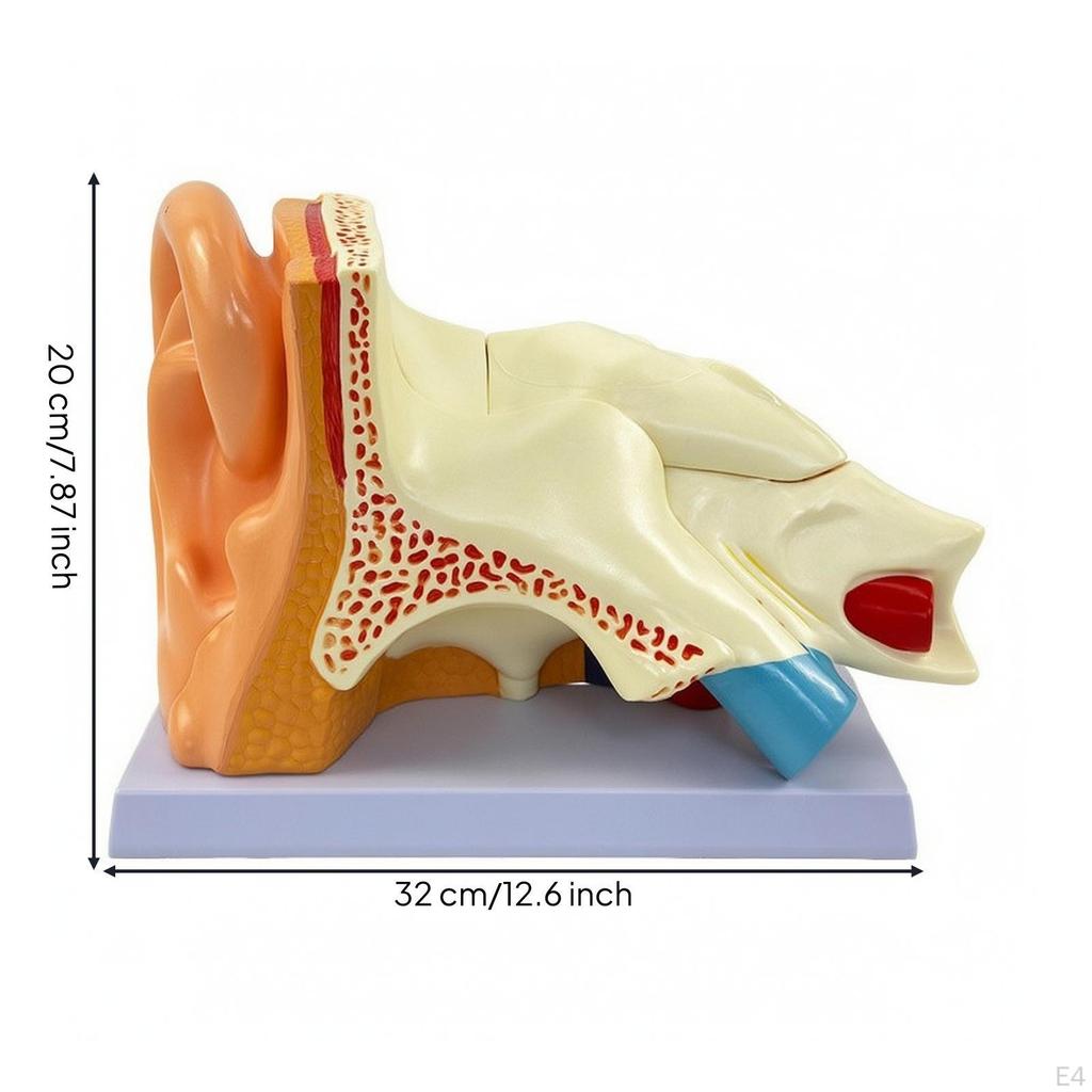 Ear Structure Model Detailed Human PVC for Students