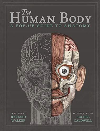 Der menschliche Körper: ein Pop-up-Leitfaden für Anatomy Walker