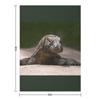Komodo Monitor Dragon Throw Blanket Decorative Beds Sofa Thermal Soft Plush Plaid Blankets