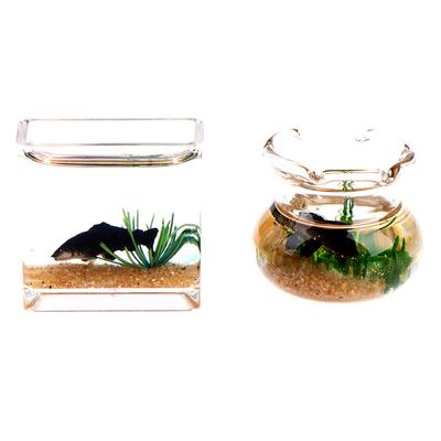 Peces y mascotas acuáticas – Decoración de peceras