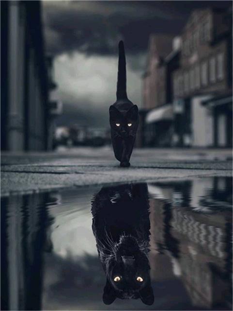 Broderie cu diamante 5D cu punct de cruce Wolf Diamond Art Painting Mozaic alb-negru Cadou lucrat manual