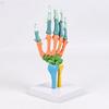 Anatomical Human Hand Bone Model with Movable Joints Color Coded Hand Bone Skeleton Model for Teaching Demonstration