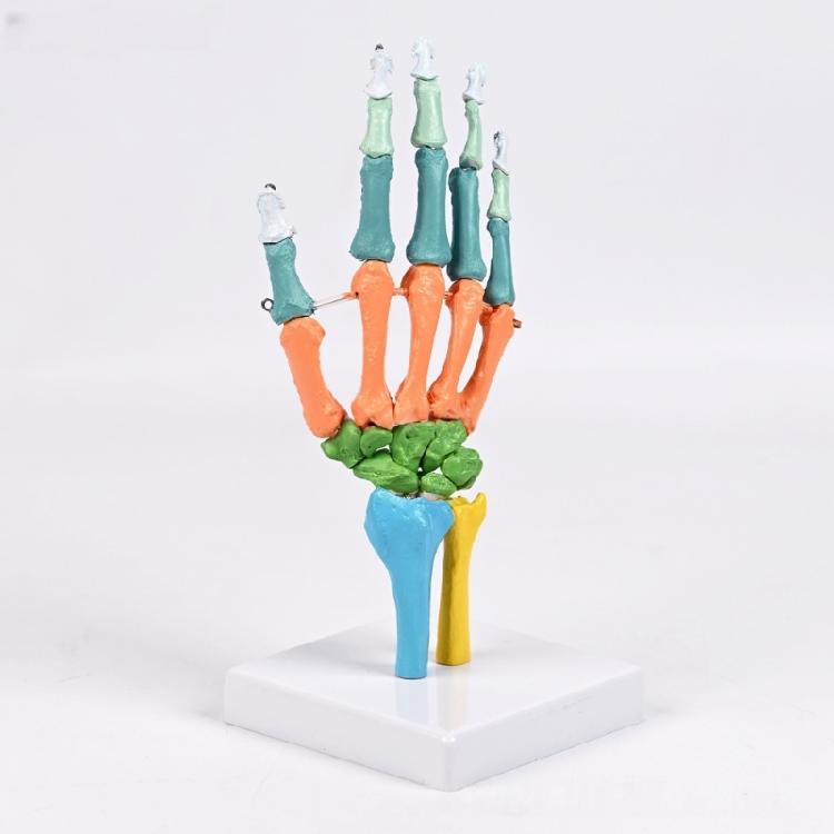 Anatomical Human Hand Bone Model with Movable Joints Color Coded Hand Bone Skeleton Model for Teaching Demonstration