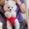 Versatile Voyage, Breathable Mesh Pet Backpack for Small Dogs & Cats - Portable, Zippered Carrier with Comfort Shoulder Straps