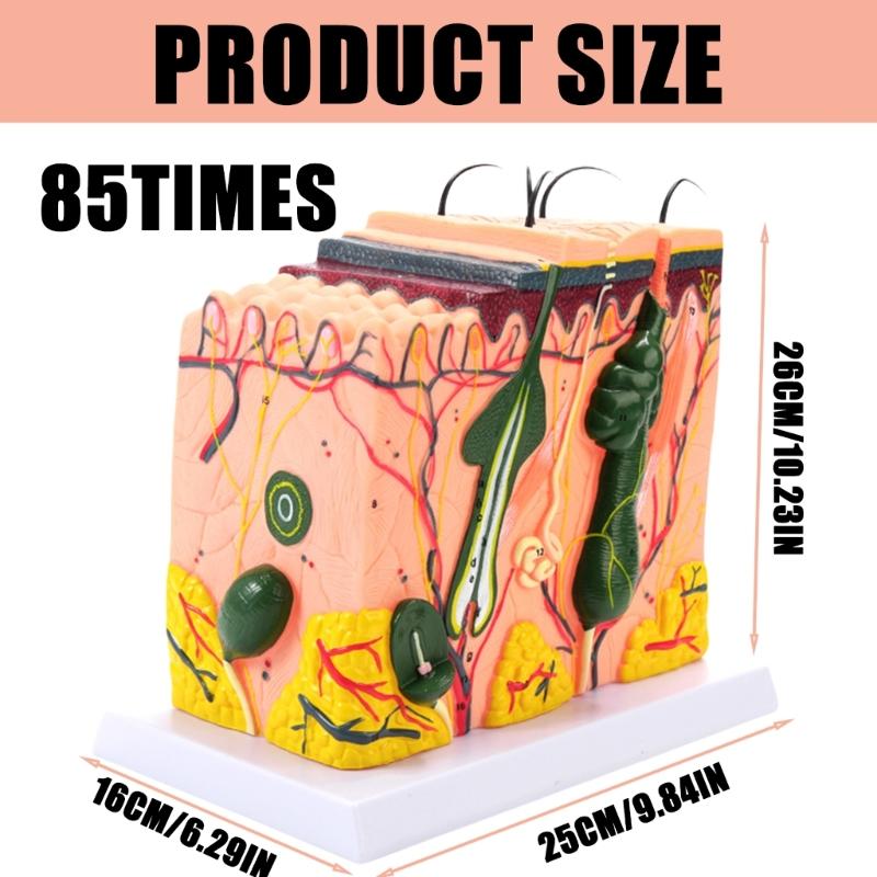 35/50/70/85X Enlarged Skin Model Skin Anatomical Model Teaching Tool for Classroom Study Display Teaching Medicals Model