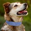 Leather Collar Wide Dog Collars Comfortable Padded Collar for Medium Small Dogs