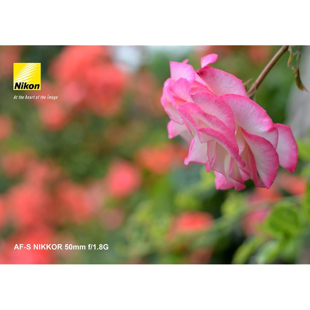 Nikon Single Focus Lens AF-S NIKKOR 50mm f/1.8g Full Size Compatible AF-S 50/1.8G