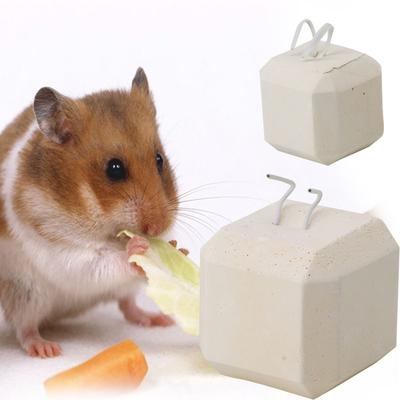 chinchilla rat pet