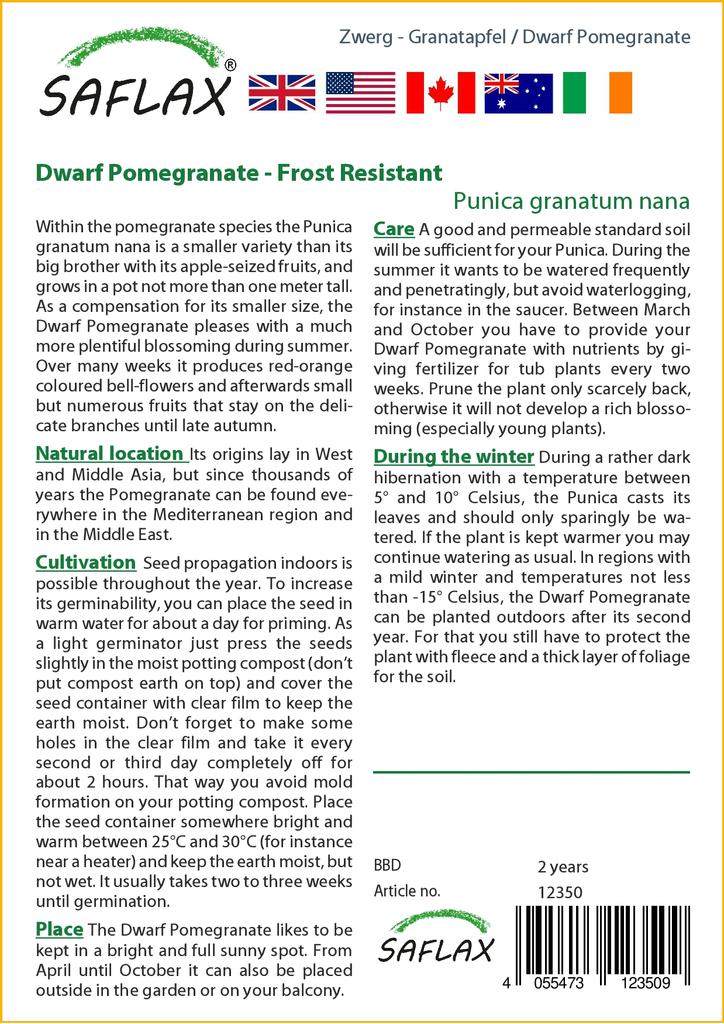 SAFLAX Rodie pitică - 50 de semințe - Cu substrat de ghiveci pentru o cultivare mai bună - Punica granatum nana
