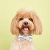 Haustier-Pailletten-Bowknot-Halsband, verstellbar, leicht, süß, niedlich, Katze, kleiner, mittelgroßer Hund, Welpe, Halskette, Heimtierbedarf