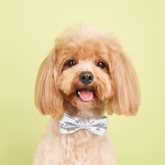 Haustier-Pailletten-Bowknot-Halsband, verstellbar, leicht, süß, niedlich, Katze, kleiner, mittelgroßer Hund, Welpe, Halskette, Heimtierbedarf