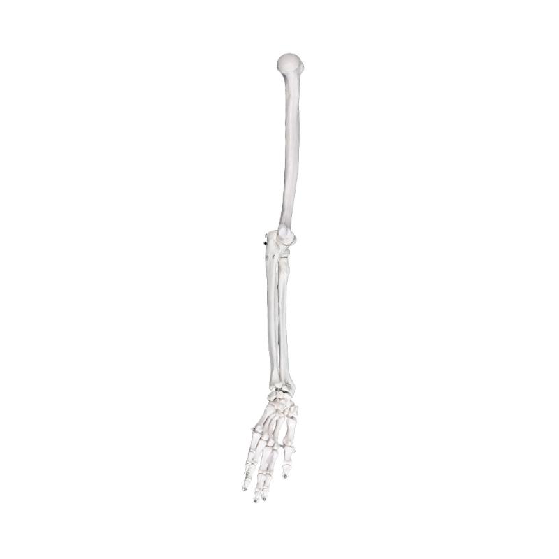 

Detailed Left or Right Arm Bone Scapula Clavicle Model Constructed from Strong PVC Texture for Classroom Demonstration