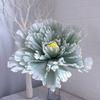 Peony Flower Flower Head Diameter Space Green Stem Website