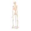 Human Skeletal Model ABS Human Bone Model with Detachable Function Simulation for Anatomy and Research