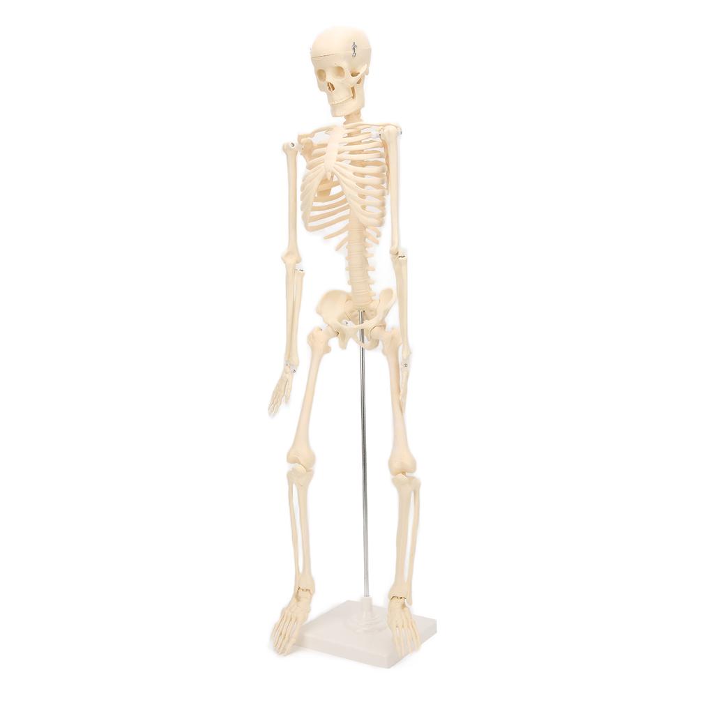 Human Skeletal Model ABS Human Bone Model with Detachable Function Simulation for Anatomy and Research