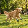 4PCS Breathable Pet Floor Socks Adjustable Dog Foot Covers Knitted Pet Knitted Socks  Outdoor Use