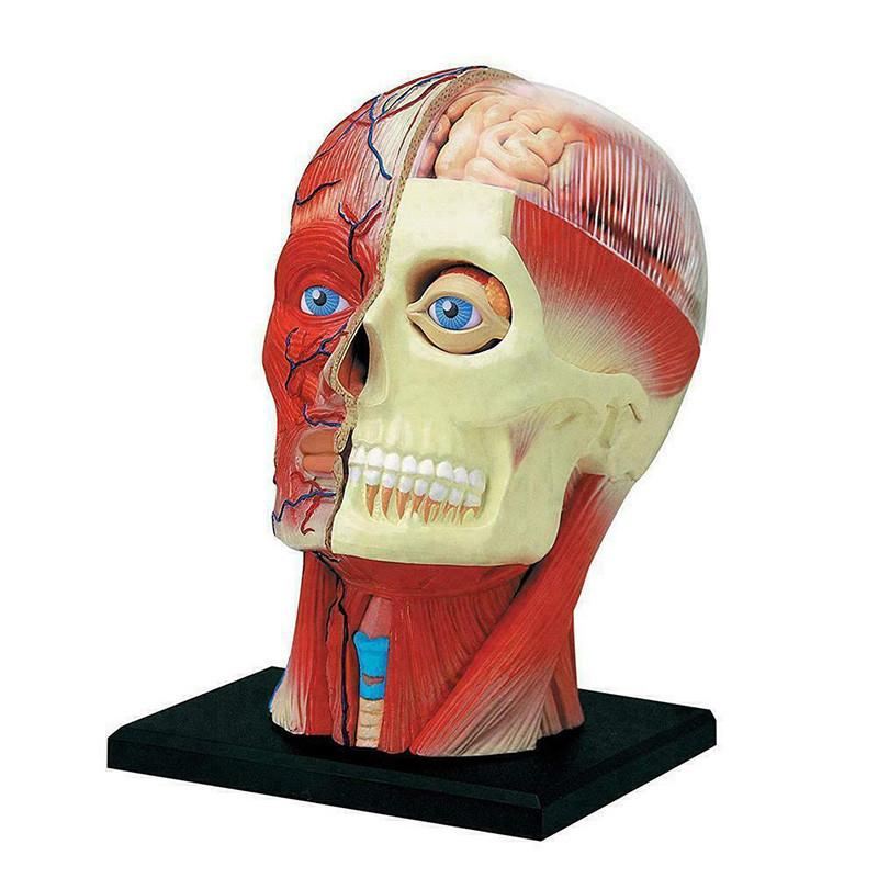 Vysoce kvalitní model lidské lebky s mozkem pro přesné lékařské a školní vzdělávání