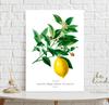 Poster Plant Lemon Fruit