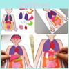 DIY Menschliche Organerkennung Vliesstoff Lehrmaterial-Set für Kinder Wissenschaftsexperiment Materialset