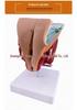 Male Reproductive and Urinary System Teaching Model with Internal and External Genitalia