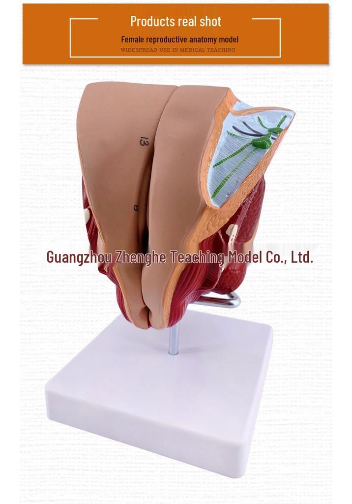 Male Reproductive and Urinary System Teaching Model with Internal and External Genitalia