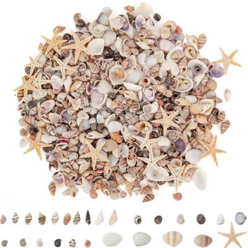 Mixed Spiral Sea Shell Beads 200/400/1000Pcs Natural Assorted Craft Beads for DIY Jewelry Making Fish Tank Decor