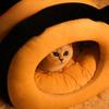 Beehive Pet Bed Winter Warm Cat House Cute Dog Bed Enclosed Slip Resistant Cozy Cat Cave Dog House Mascotas Cat Tent Pet Items