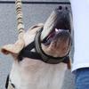 Dog Muzzle Training Adjustable Pet Muzzle Escape Dog Mask Breathable Soft Muzzle for Small Medium Large Dogs