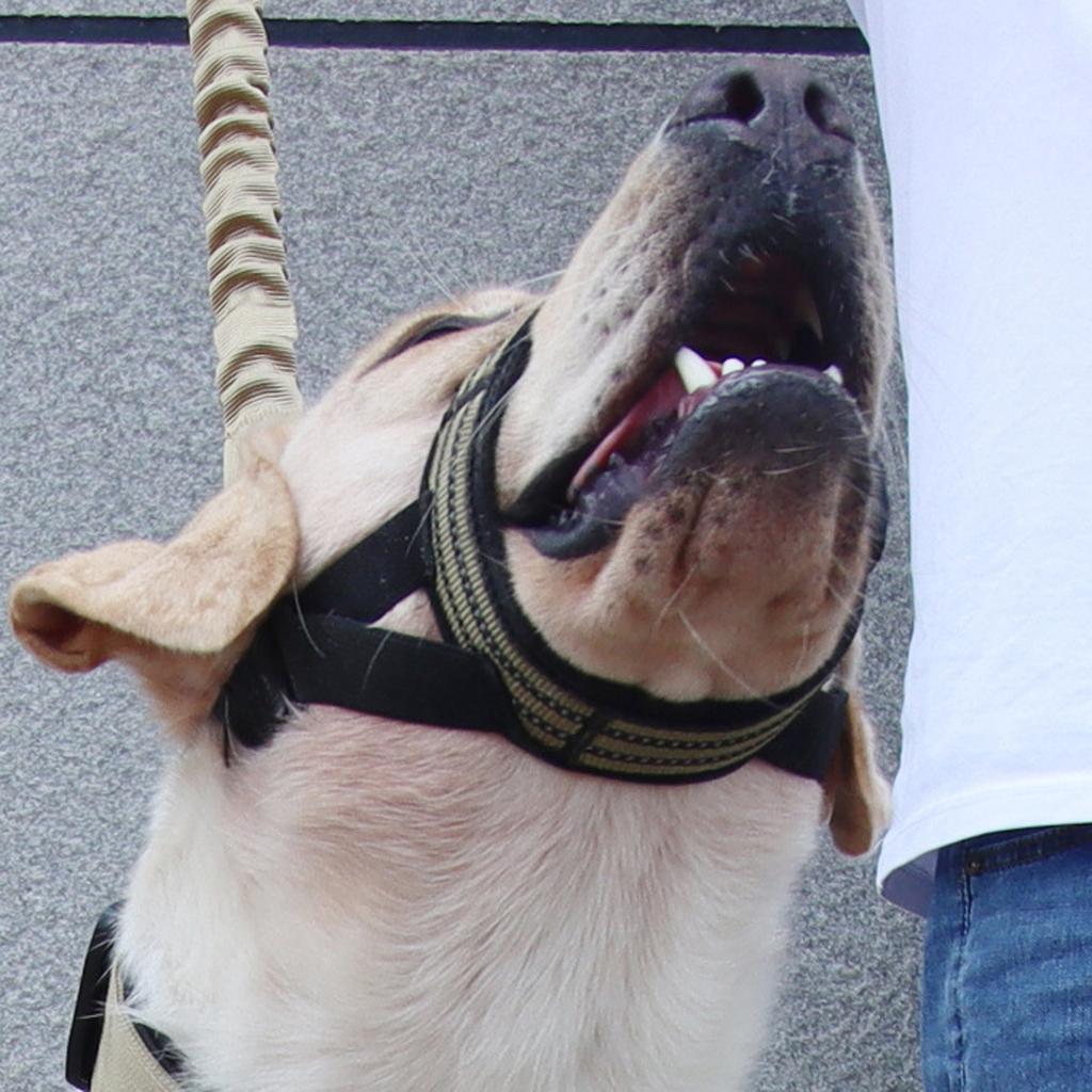 Dog Muzzle Training Adjustable Pet Muzzle Escape Dog Mask Breathable Soft Muzzle for Small Medium Large Dogs