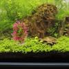 Aquarium Zubehör Dekorationen Langlebig Sicher für Wasser Realistische Form Feine Verarbeitung Künstliche Wasserpflanzen