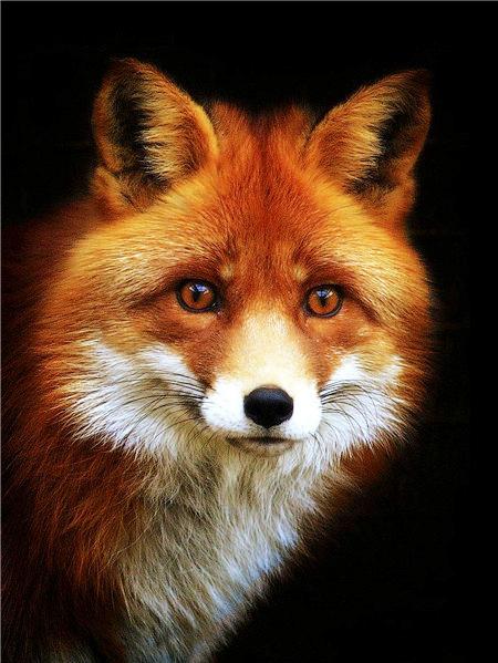5D Diy Diamond Painting Fox Square/Round Diamond Embroidery Animal Cross Stitch Kit Rhinestone Mosaic Home Decoration