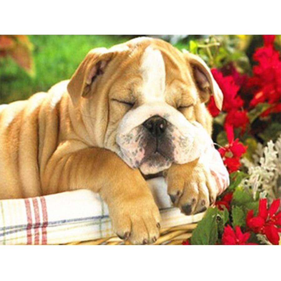 5D DIY Diamond Painting Kit Cute Dog Pictures of Rhinestones Diamond Embroidery Paul Mosaic Animal Home Decor