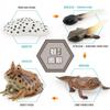 Simulation Of Red-Eyed Frog Horned Frog Triangular Dead-Leaf Frog Growth Cycle Static Model Frog Growth Process Ornament