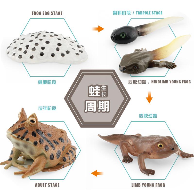 Simulation Of Red-Eyed Frog Horned Frog Triangular Dead-Leaf Frog Growth Cycle Static Model Frog Growth Process Ornament