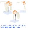 Scapula, Shoulder Joint, Clavicle Model, Human Anatomy Model, Skeleton Model, Specimen, Ligaments, Medical Education, Working, with Base