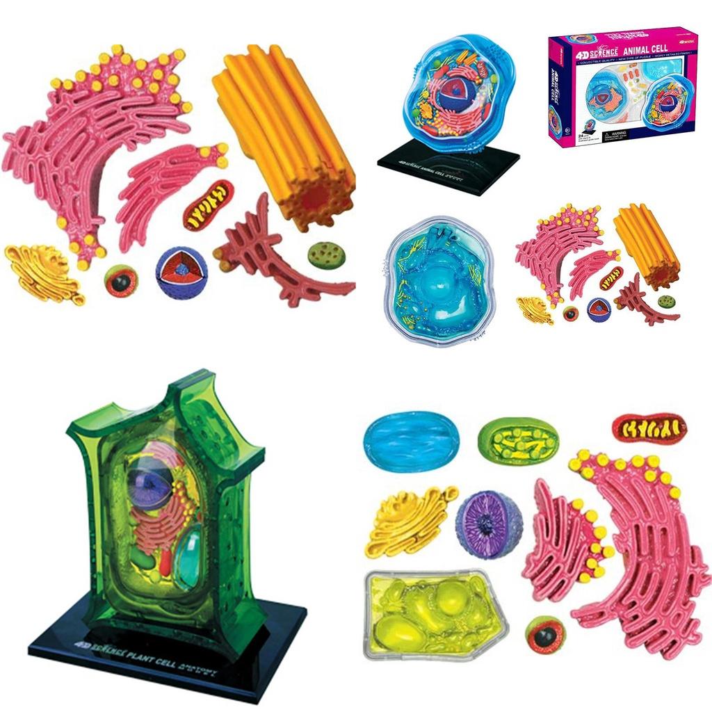 Educational Microscopic Structure Animal And Plant Cell Model 26 Parts Pvc Material School Teaching Display