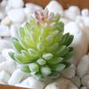 1Pc Plastic Fake Artificial Succulents Plant Bonsai Garden Home Office Decor