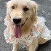 Thin Breathable Dog Floral Skirt Fruit Print Dog Cooling Clothes Pet Pullover  Spring Summer