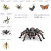 Jungle Rainforest Insect Butterfly Poison Spider Pvc Model Set With Realistic Wildlife Display For Nature Enthusiasts