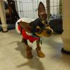 Dog Shoes for Dogs, Breathable Dog Boots & Paw Protectors for Hot Pavement Summer Winter Snow, 360° Anti-Slip Dog Booties