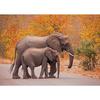 Elephant Baby Family Poster Print Modern Wildlife Animal Wall Art Canvas Painting Picture Nature Landscape for Living Roon Decor