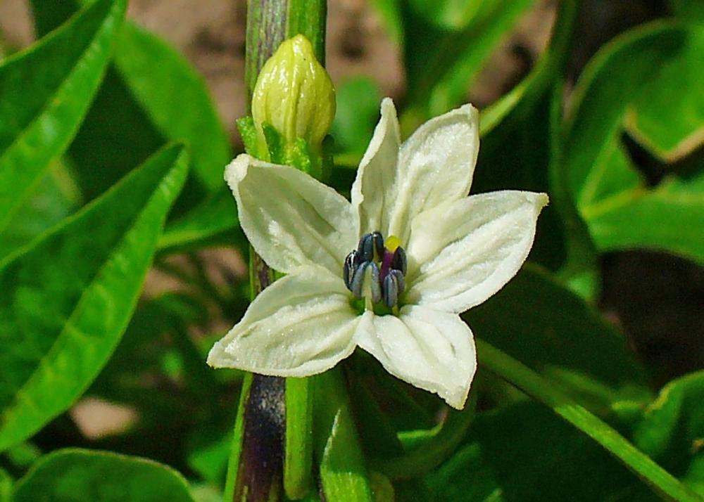SAFLAX Garden In the Bag - Chili - De Cayenne - 20 Seeds - With Substrate In a Fitting Stand Up Bag - Capsicum Annum