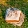 1 Piece Toast Shaped Adjustable Pet Cone Collar Anti-Lick Cat And Kitten Shame Circle Cat Recovery Cone Collar Suitable For After Surgery