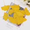 Ginkgo Leaf Pressed Flowers for Frames, Bookmarks, Resin Crafts, and Stickers