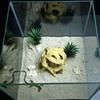 3D Printed Aquarium Decor Hideout Tree Ball, Natural Look Root Reptile Hideout, Freshwater Tank Fish Cave, Decorative Habitat Shelter for Betta Shrimp